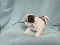 Lauri MC#9968i, a female Shichon for sale in Shelbyville, IN – Photo 9 of 9