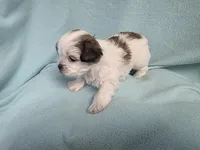 Lauri MC#9968i, a female Shichon for sale in Shelbyville, IN – Photo 1 of 9