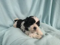 Tish MC#2882, a female Shichon for sale in Shelbyville, IN – 3 of 6