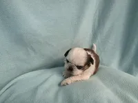 Ally MC#5643, a female Shih Tzu for sale in Shelbyville, IN – 7 of 8