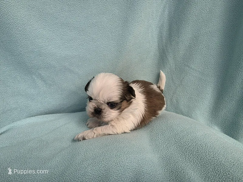 Ally MC#5643 – Shih Tzu puppy for sale in Shelbyville, IN