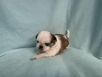 Ally MC#5643, a female Shih Tzu for sale in Shelbyville, IN – 1 of 8