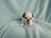 Ally MC#5643, a female Shih Tzu for sale in Shelbyville, IN – 6 of 8