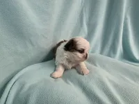 Ally MC#5643, a female Shih Tzu for sale in Shelbyville, IN – 3 of 8