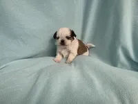 Ally MC#5643, a female Shih Tzu for sale in Shelbyville, IN – 2 of 8