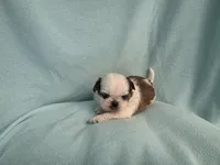 Ally MC#5643, a female Shih Tzu for sale in Shelbyville, IN – 5 of 8