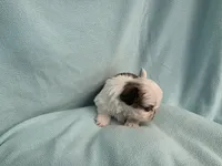 Ally MC#5643, a female Shih Tzu for sale in Shelbyville, IN – 4 of 8