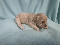 Fawny MC#6386, a female Shichon for sale in Shelbyville, IN – 8 of 9