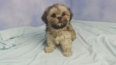 Itsi MC#8455, a female Shih Tzu for sale in Shelbyville, IN – 9 of 9