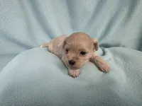 Fawny MC#6386, a female Shichon for sale in Shelbyville, IN – 6 of 9