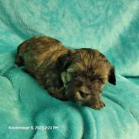 Hayle MC#817, a female Shichon for sale in Shelbyville, IN – Photo 5 of 8