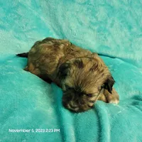 Hayle MC#817, a female Shichon for sale in Shelbyville, IN – Photo 3 of 8