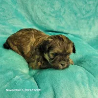 Hayle MC#817, a female Shichon for sale in Shelbyville, IN – Photo 7 of 8