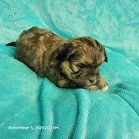 Hayle MC#817, a female Shichon for sale in Shelbyville, IN – Photo 4 of 8