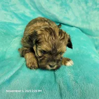 Hayle MC#817, a female Shichon for sale in Shelbyville, IN – Photo 8 of 8