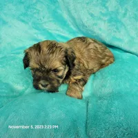 Hayle MC#817, a female Shichon for sale in Shelbyville, IN – Photo 1 of 8