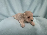 Fawny MC#6386, a female Shichon for sale in Shelbyville, IN – 9 of 9