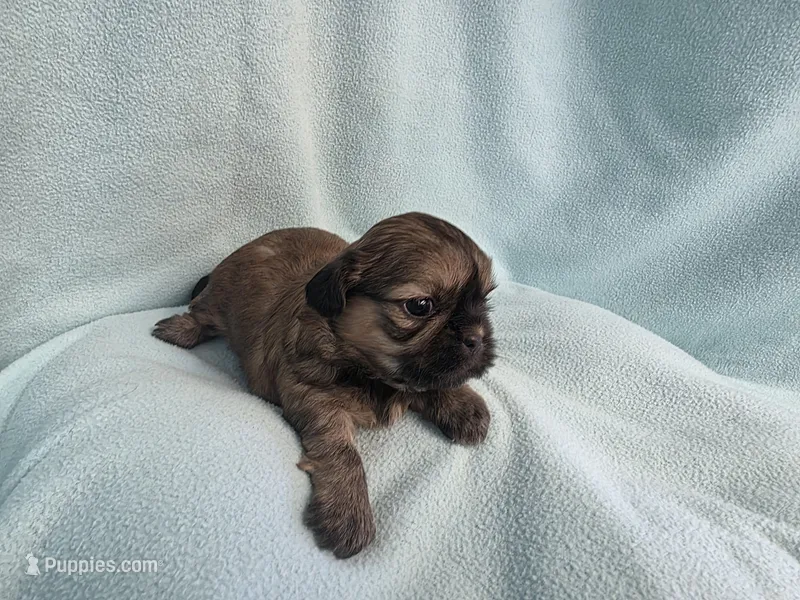 Itsi MC#8455 – Shih Tzu puppy for sale in Shelbyville, IN