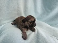 Itsi MC#8455, a female Shih Tzu for sale in Shelbyville, IN – Photo 1 of 10