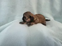 Itsi MC#8455, a female Shih Tzu for sale in Shelbyville, IN – Photo 7 of 10