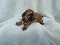 Itsi MC#8455, a female Shih Tzu for sale in Shelbyville, IN – Photo 2 of 10