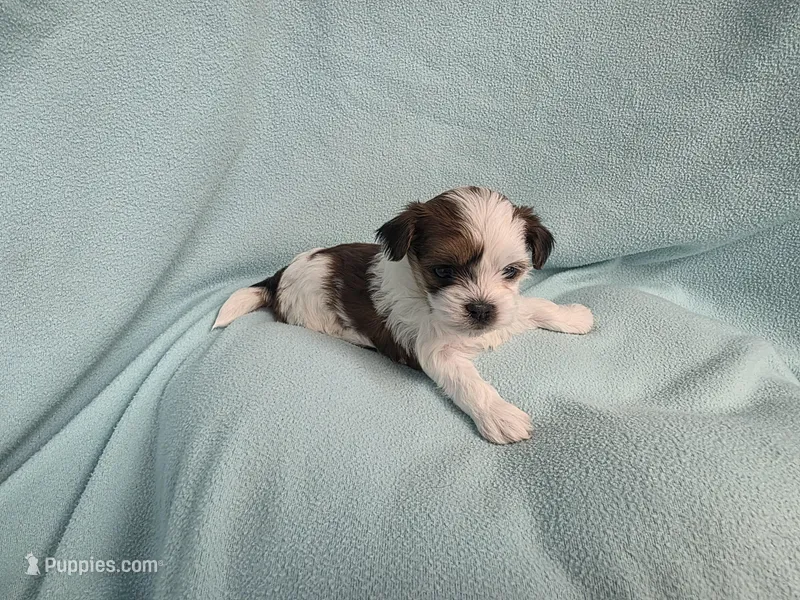 Marci MC#8284 – Shichon puppy for sale in Shelbyville, IN
