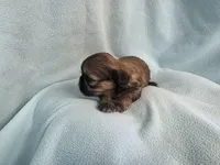 Itsi MC#8455, a female Shih Tzu for sale in Shelbyville, IN – Photo 4 of 10