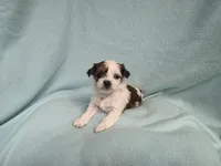 Marci MC#8284, a female Shichon for sale in Shelbyville, IN – Photo 5 of 7