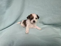 Marci MC#8284, a female Shichon for sale in Shelbyville, IN – Photo 2 of 7