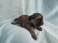 Itsi MC#8455, a female Shih Tzu for sale in Shelbyville, IN – Photo 10 of 10