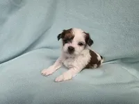 Marci MC#8284, a female Shichon for sale in Shelbyville, IN – Photo 3 of 7