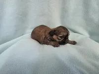 Itsi MC#8455, a female Shih Tzu for sale in Shelbyville, IN – Photo 9 of 10