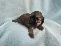 Itsi MC#8455, a female Shih Tzu for sale in Shelbyville, IN – Photo 3 of 10