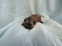 Itsi MC#8455, a female Shih Tzu for sale in Shelbyville, IN – Photo 8 of 10