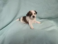 Marci MC#8284, a female Shichon for sale in Shelbyville, IN – Photo 4 of 7