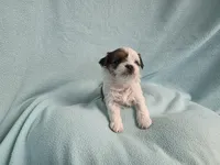 Marci MC#8284, a female Shichon for sale in Shelbyville, IN – Photo 6 of 7