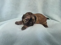 Itsi MC#8455, a female Shih Tzu for sale in Shelbyville, IN – Photo 5 of 10