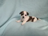 Marci MC#8284, a female Shichon for sale in Shelbyville, IN – Photo 7 of 7