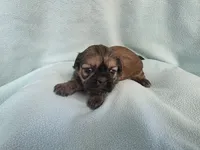 Itsi MC#8455, a female Shih Tzu for sale in Shelbyville, IN – Photo 6 of 10