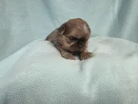 Boo MC#6807, a male Shih Tzu for sale in Shelbyville, IN – 3 of 9