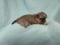 Boo MC#6807, a male Shih Tzu for sale in Shelbyville, IN – 8 of 9