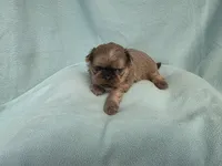Boo MC#6807, a male Shih Tzu for sale in Shelbyville, IN – 7 of 9