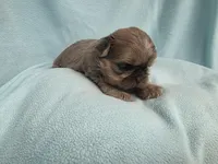Boo MC#6807, a male Shih Tzu for sale in Shelbyville, IN – 2 of 9