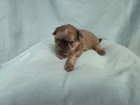 Boo MC#6807, a male Shih Tzu for sale in Shelbyville, IN – 1 of 9