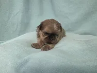 Boo MC#6807, a male Shih Tzu for sale in Shelbyville, IN – 4 of 9