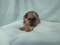 Boo MC#6807, a male Shih Tzu for sale in Shelbyville, IN – 5 of 9
