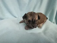 Char MC#3124, a female Shichon for sale in Shelbyville, IN – 7 of 9