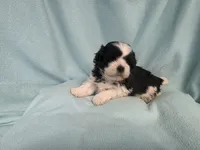 Tish MC#2882, a female Shichon for sale in Shelbyville, IN – 5 of 6
