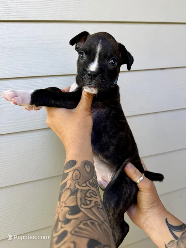 Dark Blue “Tiny Jr” – Boxer puppy for sale in Yucaipa, CA