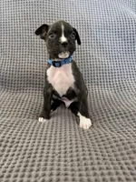 Dark Blue “Tiny Jr”, a male Boxer for sale in Yucaipa, CA – Photo 2 of 2